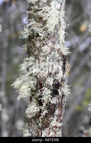 Old man's beard lichen Usnea sp. growing on a trunk Stock Photo
