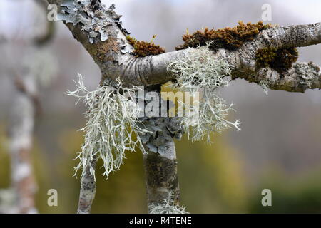 Biological diversity of different types of lichen and moss growing together on a branch Stock Photo