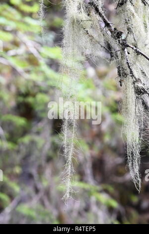 The long lichen Old Man's Beard Dolichousnea longissima on an old spruce tree Stock Photo