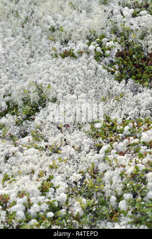 Different species of reindeer lichen Cladonia sp. growing together Stock Photo