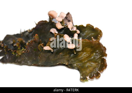 Dog lichen peltigera sp. isolated on white background Stock Photo