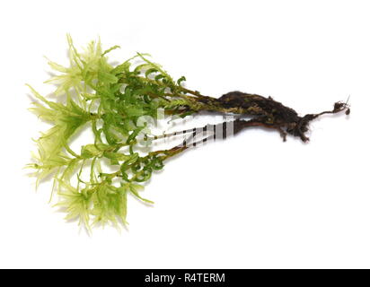 Hart's-tongue Thyme-moss Plagiomnium undulatum isolated on white background Stock Photo