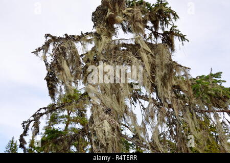Common witch's hair lichen Alectoria sarmentosa growing on a fir tree Stock Photo
