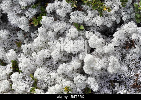 Startipped reindeer lichen Cladonia stellaris Stock Photo