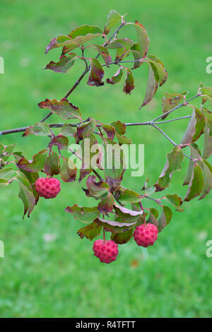 Chinese dogwood: Cornus kousa var. chinensis. Fruit in autumn Stock Photo