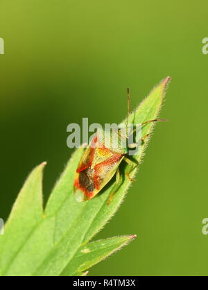 Shield bug Acanthosoma haemorrhoidale sitting on green leaf Stock Photo