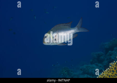 Bigeye Emperor or Humpnose big-eye bream (Monotaxis grandoculis) floats in blue water near coral reef, Dahab, Sinai Peninsula Stock Photo