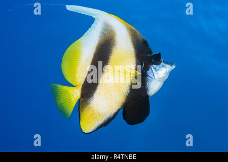 Pennant coralfish (Heniochus acuminatus) in blue water, Red sea, Sharm El Sheikh, Sinai Peninsula, Egypt Stock Photo