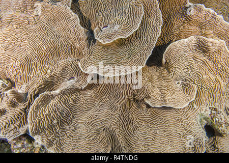 Serpent Coral (Pachyseris speciosa) Red Sea, Egypt, Red Sea, Egypt Stock Photo