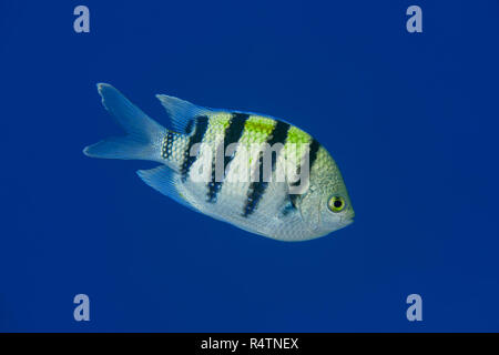 Indo-Pacific sergeant (Abudefduf vaigiensis) floating in blue water, Red sea, Sharm El Sheikh, Sinai Peninsula, Egypt Stock Photo