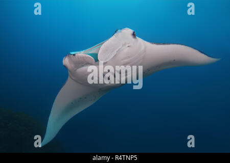 Giant oceanic manta ray (Manta birostris) swims in blue water, Indian Ocean, Maldives Stock Photo