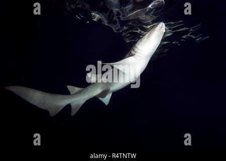 Tawny nurse shark (Nebrius ferrugineus) at night, Indian Ocean, Maldives Stock Photo