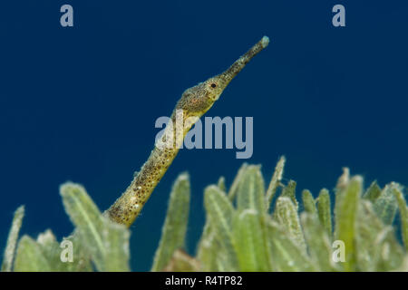 Short-tailed Pipefish (Trachyrhamphus bicoarctatus) on the sea grass, Red Sea, Dahab, Egypt Stock Photo
