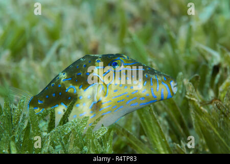 Crowned Puffer (Canthigaster coronata) swim over sea grass, Red Sea, Dahab, Egypt Stock Photo