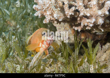 Blacktip Grouper (Epinephelus fasciatus) lies on the sea grass under coral, Red Sea, Dahab, Egypt Stock Photo