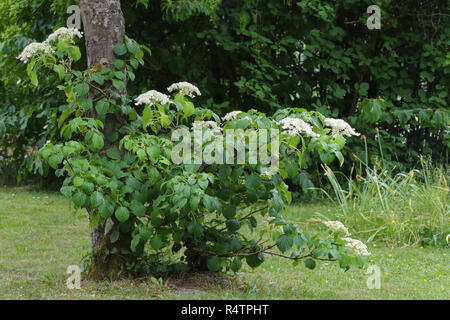 climbing hortensia (Hydrangea petiolaris) in bloom on an apple tree in a rural country garden, copy space, selected focus Stock Photo