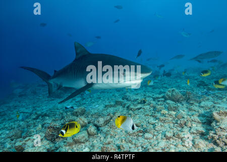 Tiger Shark (Galeocerdo cuvier) swims over coral reef, Fuvahmulah Atoll, Indian Ocean, Maldives Stock Photo