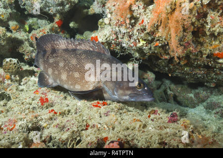Whitespotted grouper (Epinephelus coeruleopunctatus) near coral reef, Indian Ocean, Maldives Stock Photo