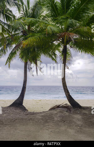 Two palm trees on deserted tropical beach, Fuvahmulah island, Indian Ocean, Maldives Stock Photo