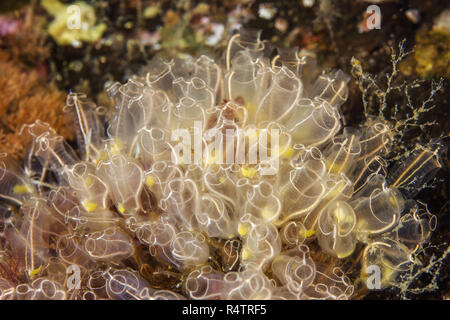 Colony of Lightbulb sea squirt (Clavelina lepadiformis), Norwegian Sea, Northern Atlantic, Norway Stock Photo