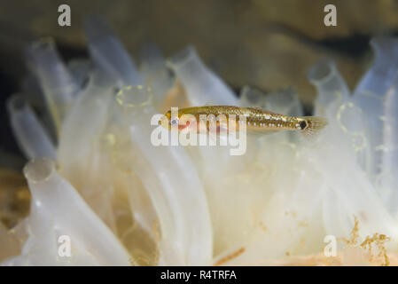 Two spotted Goby (Gobiusculus flavescens) swim over colony of Transparent sea squirt or Yellow Sea Squirt (Ciona intestinalis) Stock Photo