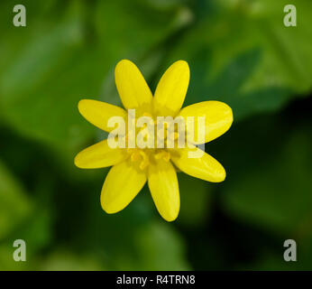 Yellow Lesser celandine (Ficaria verna), flower, Germany Stock Photo