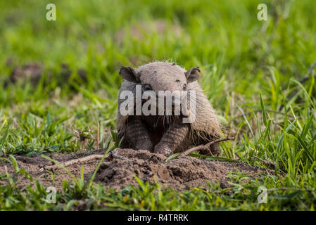 Big hairy armadillo (Chaetophractus villosus), Pantanal, Mato Grosso do Sul, Brazil