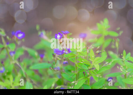 The soft blurred and soft focus of Finger grass ,Limnophila geoffrayi, Limnophila aromatica,Scorphulariaceae,Plantaginaceae,with the bokeh,beam light  Stock Photo