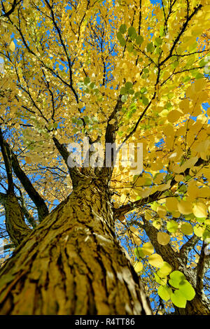 Katsura (Cercidiphyllum japonicum), treetop with autumn leaves, North Rhine-Westphalia, Germany Stock Photo