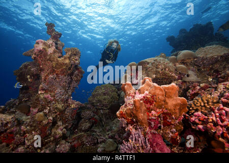 Female scuba diver swims next to a coral reef, Fuvahmulah island, Indian Ocean, Maldives Stock Photo