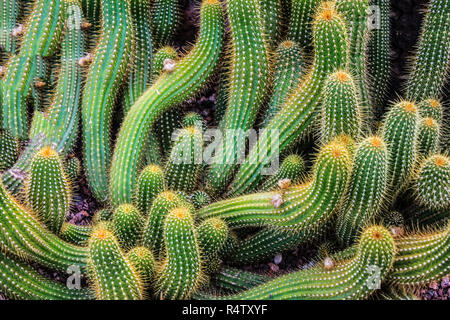 The cactus plant in the rocky mountains Stock Photo