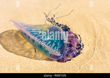 Dead Portuguese man o' war jellyfish (Physalia physalis) washed up lying on a sandy shore beach. Bluebottle on the sand in Playas del Este, Cuba Stock Photo