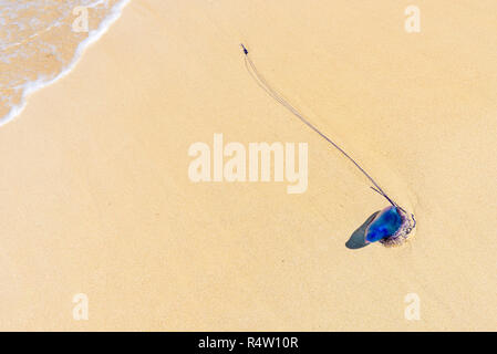 Dead Portuguese man o' war jellyfish (Physalia physalis) washed up lying on a sandy shore beach. Bluebottle on the sand in Playas del Este, Cuba Stock Photo