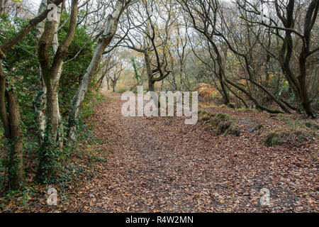 Footpath with fallen autumn leaves, leading through woodland at Hengistbury Head, Dorset, UK Stock Photo