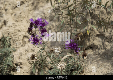 Greater knapweed flowering at Mönchgut peninsula in Southeast Rügen Island. Stock Photo