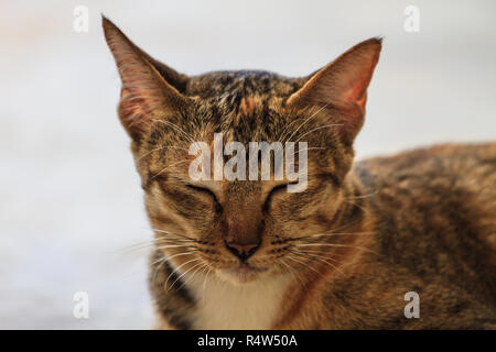 Portrait of a cat Stock Photo