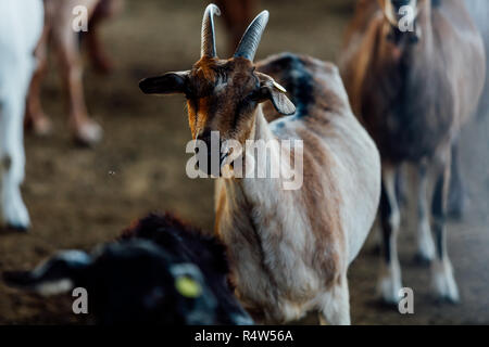 Goat is natural farm. Grows to give milk and cheese. Stock Photo