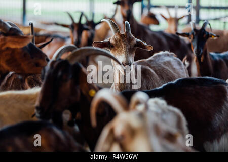 Goat is natural farm. Grows to give milk and cheese. Stock Photo