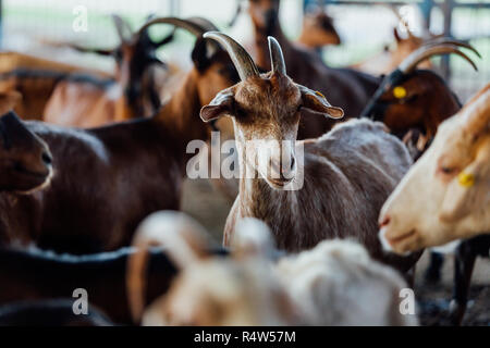 Goat is natural farm. Grows to give milk and cheese. Stock Photo