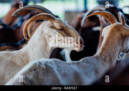 Goat is natural farm. Grows to give milk and cheese. Stock Photo