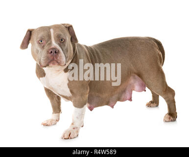 pregnant american bully in front of white background Stock Photo