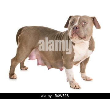 pregnant american bully in front of white background Stock Photo