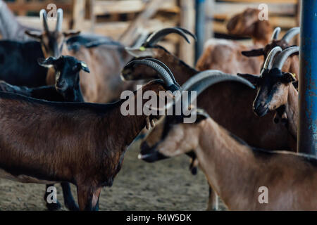 Goat is natural farm. Grows to give milk and cheese. Stock Photo