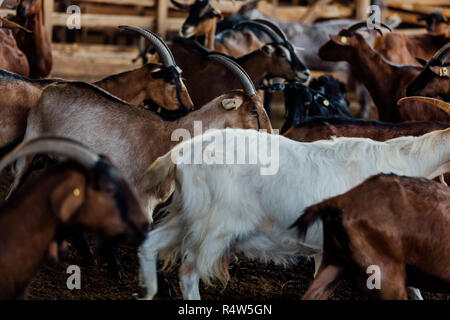 Goat is natural farm. Grows to give milk and cheese. Stock Photo