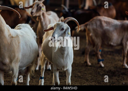 Goat is natural farm. Grows to give milk and cheese. Stock Photo