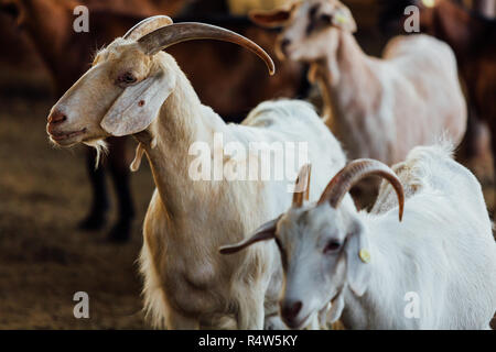 Goat is natural farm. Grows to give milk and cheese. Stock Photo