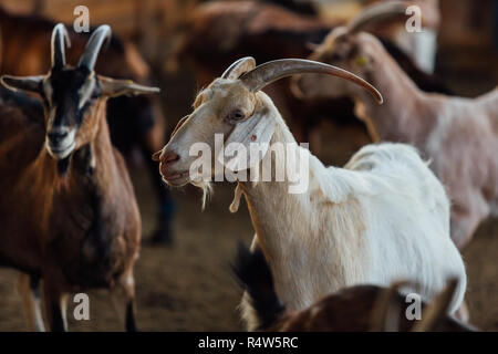 Goat is natural farm. Grows to give milk and cheese. Stock Photo