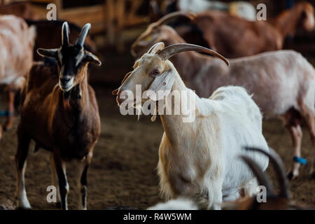 Goat is natural farm. Grows to give milk and cheese. Stock Photo