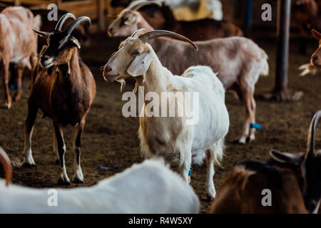 Goat is natural farm. Grows to give milk and cheese. Stock Photo