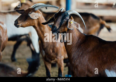 Goat is natural farm. Grows to give milk and cheese. Stock Photo